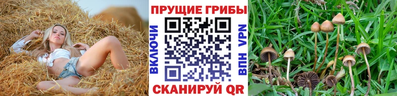 Псилоцибиновые грибы Psilocybe Эртиль